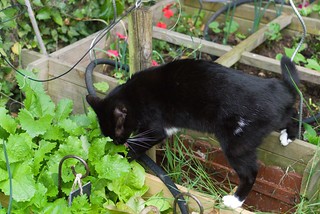 chat au jardin11