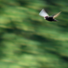 Common swift, Apus apus, Tornseglare