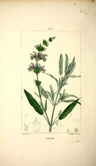 Anglų lietuvių žodynas. Žodis salvia officinalis reiškia <li>Salvia officinalis</li> lietuviškai.