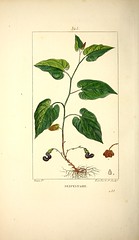 Anglų lietuvių žodynas. Žodis aristolochia serpentaria reiškia <li>aristolochia serpentaria</li> lietuviškai.