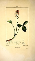 Anglų lietuvių žodynas. Žodis menyanthes trifoliata reiškia <li>Menyanthes trifoliata</li> lietuviškai.