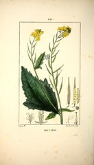 Anglų lietuvių žodynas. Žodis brassica nigra reiškia <li>Brassica nigra</li> lietuviškai.