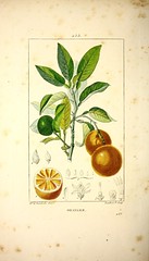 Anglų lietuvių žodynas. Žodis citrus aurantium reiškia citrusinių aurantium lietuviškai.