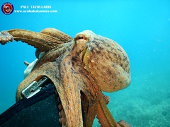 Friendly Octopus • <a style="font-size:0.8em;" href="http://www.flickr.com/photos/150652762@N02/50087508207/" target="_blank">View on Flickr</a>
