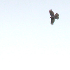 Eurasian sparrowhawk, Accipiter nisus, Sparvhök