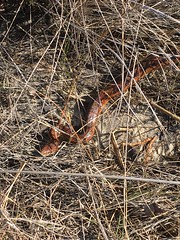 Anglų lietuvių žodynas. Žodis spitting snake reiškia spjaudytis gyvatė lietuviškai.