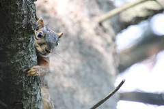 Backyard Red & Fox Squirrels (Ypsilanti, Michigan) - 189/2020 26/P365Year13 4409/P365all-time (July 7, 2020)