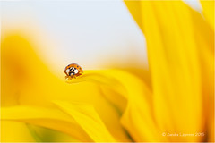 Ladybug & Sunflower