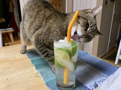 2020 189/366 7/7/2020 TUESDAY - Gin and Tonic Time - The inevitable battle with Miss Puss and her having to lick the glass and mooch a taste of booze