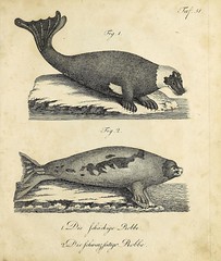 Anglų lietuvių žodynas. Žodis crabeater seal reiškia crabeater antspaudas lietuviškai.