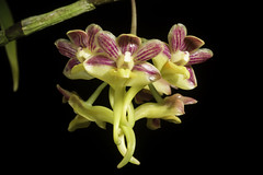 Dendrobium dianiae 'Double Tones' Metusala, P.O'Byrne & J.J.Wood, Malesian Orchid J. 6: 57 (-64; figs. 1-9) (2010)