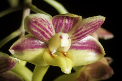 Dendrobium dianiae 'Double Tones' Metusala, P.O'Byrne & J.J.Wood, Malesian Orchid J. 6: 57 (-64; figs. 1-9) (2010)