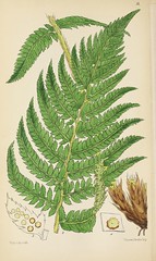 Anglų lietuvių žodynas. Žodis prickly shield fern reiškia dygliuotas shield paparčio lietuviškai.