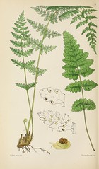 Anglų lietuvių žodynas. Žodis brittle fern reiškia trapūs paparčio lietuviškai.
