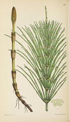Anglų lietuvių žodynas. Žodis common horsetail reiškia bendras asiūklis lietuviškai.