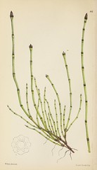 Anglų lietuvių žodynas. Žodis equisetum variegatum reiškia <li>equisetum variegatum</li> lietuviškai.