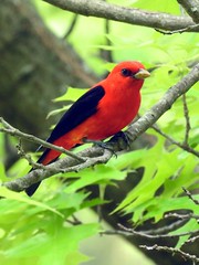 Anglų lietuvių žodynas. Žodis scarlet tanager reiškia raudonoji tanager lietuviškai.