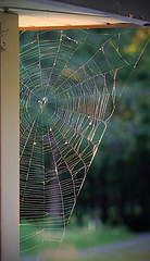 Anglų lietuvių žodynas. Žodis orb-weaving spider reiškia orb-audimo voras lietuviškai.