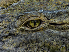 American Crocodile, Crocodile d'Amérique, Cocodrilo Americano / Crocodylus acutus