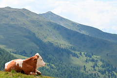 scenic cow