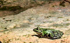 Edible frog, Pelophylax kl. esculentus, Ätlig groda