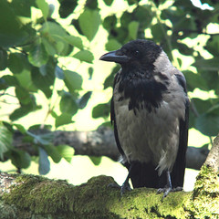 Crow, Corvus cornix, Kråka