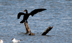 Great cormorant- Storskarv