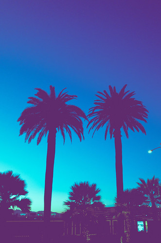 Twin palms - blue & purple