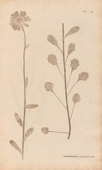 Anglų lietuvių žodynas. Žodis chrysanthemum leucanthemum reiškia <li>chrysanthemum leucanthemum</li> lietuviškai.