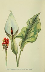 Anglų lietuvių žodynas. Žodis arum maculatum reiškia <li>arum maculatum</li> lietuviškai.