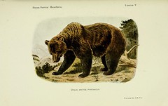 Anglų lietuvių žodynas. Žodis ursus arctos reiškia <li>ursus arctos</li> lietuviškai.