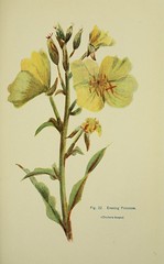 Anglų lietuvių žodynas. Žodis oenothera biennis reiškia dvimečių nakvišų lietuviškai.