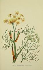 Anglų lietuvių žodynas. Žodis common fennel reiškia bendras pankolių lietuviškai.
