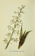 Anglų lietuvių žodynas. Žodis habenaria bifolia reiškia <li>habenaria bifolia</li> lietuviškai.