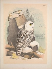 Anglų lietuvių žodynas. Žodis snow-owl reiškia sniego-pelėda lietuviškai.