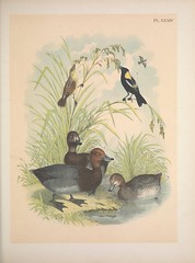 Anglų lietuvių žodynas. Žodis ricebird reiškia ryžių paukštis lietuviškai.