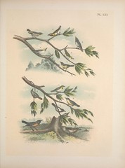 Anglų lietuvių žodynas. Žodis audubon warbler reiškia Audubon barbler lietuviškai.