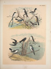Anglų lietuvių žodynas. Žodis arkansas kingbird reiškia arkanzaso kingbird lietuviškai.