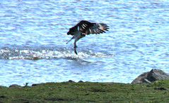 The catch - Western osprey, Pandion haliaetus, Fiskgjuse