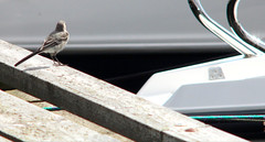 Bird and boat - Juv. White wagtail, Motacilla alba, Sädesärla
