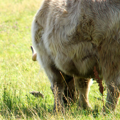 Highland cattle with ju.v Common Starling, Sturnus vulgaris, Stare