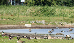 Geese and Lapwings