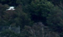 Some kind of tern