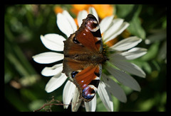 Anglų lietuvių žodynas. Žodis peacock-butterfly reiškia n zool. spungė lietuviškai.
