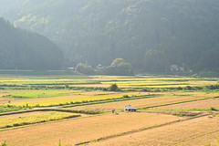 Noto rice fields