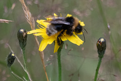 Anglų lietuvių žodynas. Žodis cuckoo-bumblebee reiškia gegutė-kamanė lietuviškai.