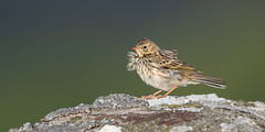 Meadow Pipit, Styling it Out