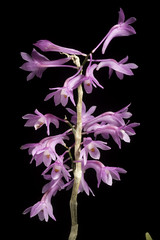 Dendrobium kuhlii (Blume) Lindl., Gen. Sp. Orchid. Pl.: 87 (1830)