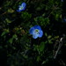 floric-bleu2010_0401_101922(2)