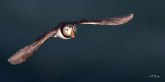 Puffin In Full Flight - Fratercula arctica